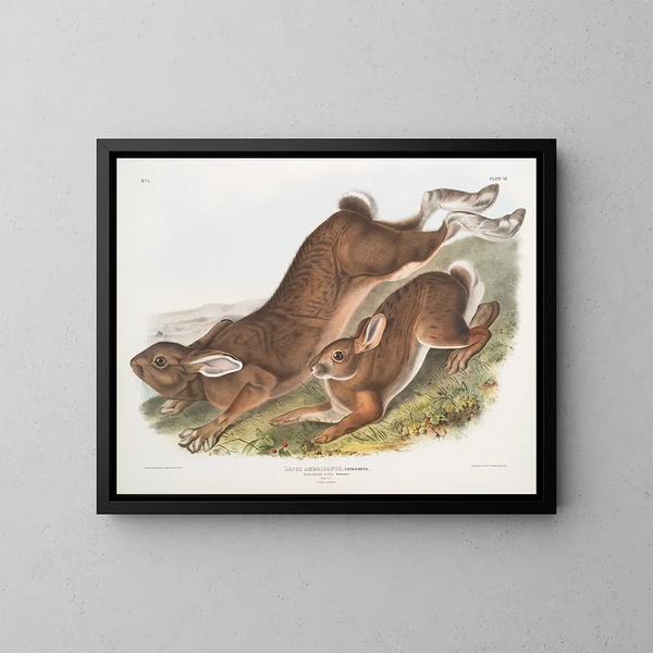 van de Amerikaanse haas - John Woodhouse Audubon — ingelijst kunstwerk aan de muur