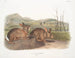 Haas van Bachman natuurlijke grootte - John Woodhouse Audubon — weergave van het kunstwerk
