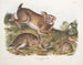 Lièvre sylvestre, lapin gris, taille naturelle, vieux et jeune - John Woodhouse Audubon — weergave van het kunstwerk