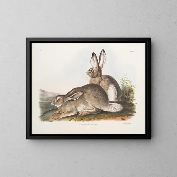 Hare of Townsend, Rocky Mountain hare, life size, male and female - John Woodhouse Audubon — framed artwork on a wall
