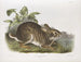 Waterhaas mannelijke natuurlijke grootte - John Woodhouse Audubon — weergave van het kunstwerk