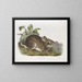 Waterhaas mannelijke natuurlijke grootte - John Woodhouse Audubon — ingelijst kunstwerk aan de muur