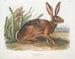Californische haas op ware grootte - John Woodhouse Audubon — weergave van het kunstwerk