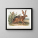 Californische haas op ware grootte - John Woodhouse Audubon — ingelijst kunstwerk aan de muur