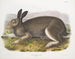 IJsbeer op ware grootte - John Woodhouse Audubon — weergave van het kunstwerk