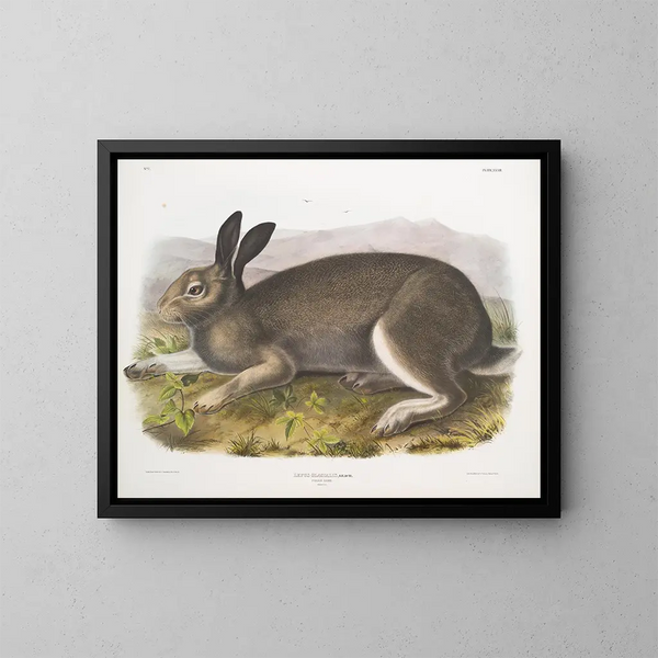 IJsbeer op ware grootte - John Woodhouse Audubon — ingelijst kunstwerk aan de muur