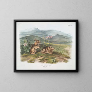 John Woodhouse Audubon - Lepus nuttallii Nuttalls Hare Males Natural size.webp