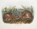 Moerashaas in natuurlijke grootte - John Woodhouse Audubon — weergave van het kunstwerk