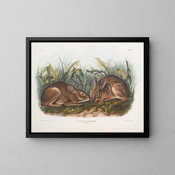Moerashaas in natuurlijke grootte - John Woodhouse Audubon — ingelijst kunstwerk aan de muur