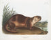 van de mannelijke Canadese otter - John Woodhouse Audubon — weergave van het kunstwerk