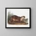 van de mannelijke Canadese otter - John Woodhouse Audubon — ingelijst kunstwerk aan de muur
