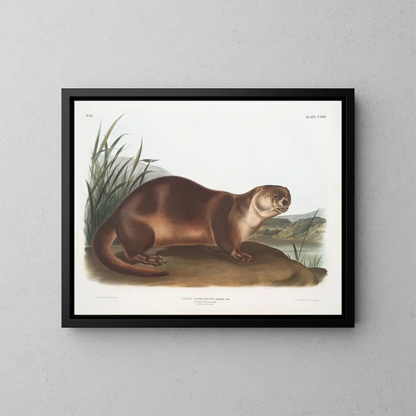 Canadian Otter male - John Woodhouse Audubon — framed artwork on a wall