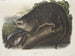 van de Canadese Otter op ware grootte man - John Woodhouse Audubon — weergave van het kunstwerk