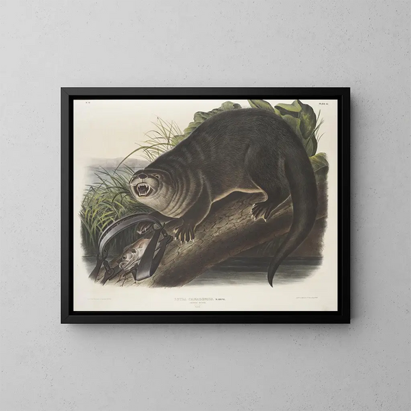 Canadian Otter size reproduction - John Woodhouse Audubon — framed artwork on a wall