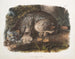 van de mannelijke lynx uit Canada - John Woodhouse Audubon — weergave van het kunstwerk