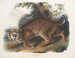 Lynx roux - John Woodhouse Audubon — weergave van het kunstwerk