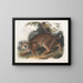 Lynx roux - John Woodhouse Audubon — ingelijst kunstwerk aan de muur