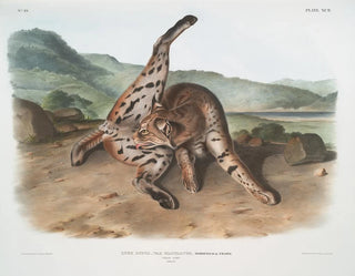 John Woodhouse Audubon - Lynx rufus var maculatus Texan Lynx Female.webp