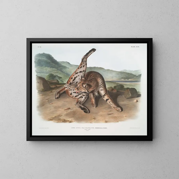 Lynx roux var. maculatus femelle du Texas - John Woodhouse Audubon — framed artwork on a wall