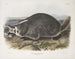 Meles labradorius, Amerikaanse bosmarmot, natuurlijke grootte - John Woodhouse Audubon — weergave van het kunstwerk