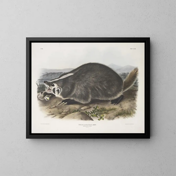 Meles labradorius, American badger, full size - John Woodhouse Audubon — framed artwork on a wall