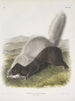 Mephitis mesoleuca Texaanse stinkdier Natuurlijke grootte - John Woodhouse Audubon — weergave van het kunstwerk