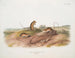 Amerikaanse springmuis mannetje en vrouwtje op ware grootte - John Woodhouse Audubon — weergave van het kunstwerk