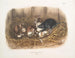 Ratten zwart, natuurlijke grootte, oud en jong - John Woodhouse Audubon — weergave van het kunstwerk