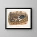 Ratten zwart, natuurlijke grootte, oud en jong - John Woodhouse Audubon — ingelijst kunstwerk aan de muur