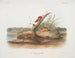 Oranje muis Mus aureolus natuurlijke maat - John Woodhouse Audubon — weergave van het kunstwerk