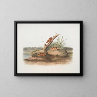John Woodhouse Audubon - Mus aureolus Orange colored Mouse Male  female Natural size.webp