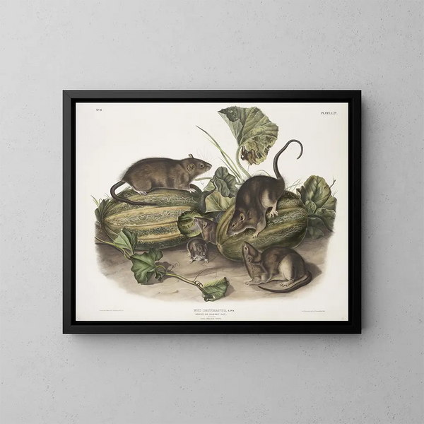 Brown rat or Norwegian rat life-size male female young - John Woodhouse Audubon — framed artwork on a wall
