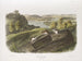 Witpoot muis in natuurlijke grootte Mannelijk, vrouwelijk en jong - John Woodhouse Audubon — weergave van het kunstwerk