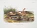 Missouri-muis op ware grootte - John Woodhouse Audubon — weergave van het kunstwerk