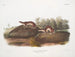 Fouine américaine - John Woodhouse Audubon — weergave van het kunstwerk