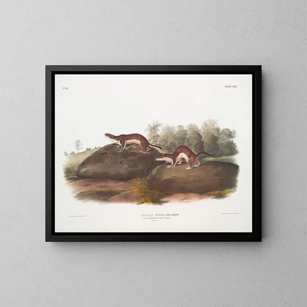 American Fouine Painting - John Woodhouse Audubon — framed artwork on a wall