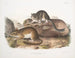 Neotoma drummondii, echte maat - John Woodhouse Audubon — weergave van het kunstwerk