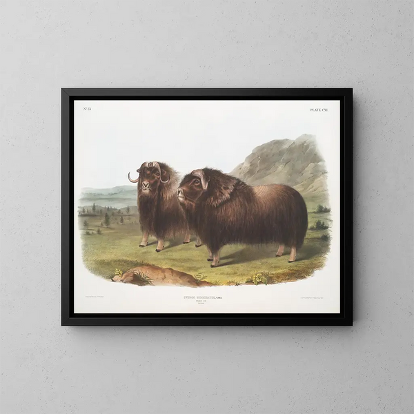 Bœufs musqués mâles - John Woodhouse Audubon — framed artwork on a wall