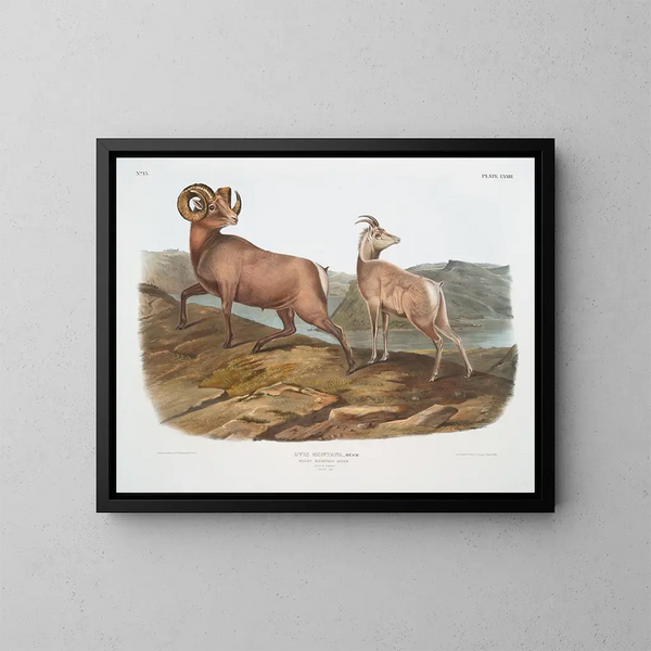 Mountain sheep male and female - John Woodhouse Audubon — framed artwork on a wall