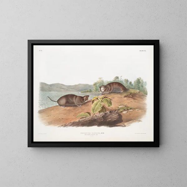 Pocket rat in the shape of a mole, natural size - John Woodhouse Audubon — framed artwork on a wall