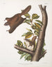 Pteromys oregonensis Oregonse vlieger eekhoorn Natuurlijke grootte - John Woodhouse Audubon — weergave van het kunstwerk