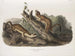 Fouine à collerette, mâles, taille naturelle - John Woodhouse Audubon — weergave van het kunstwerk