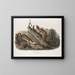 Fouine à collerette, mâles, taille naturelle - John Woodhouse Audubon — ingelijst kunstwerk aan de muur