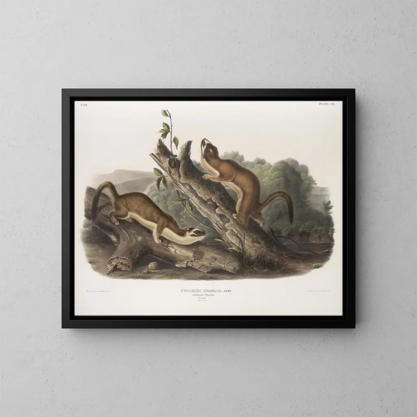Fouine à collerette, mâles, taille naturelle - John Woodhouse Audubon — framed artwork on a wall