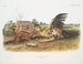 Fouine fauve mannelijke maatwerk - John Woodhouse Audubon — weergave van het kunstwerk