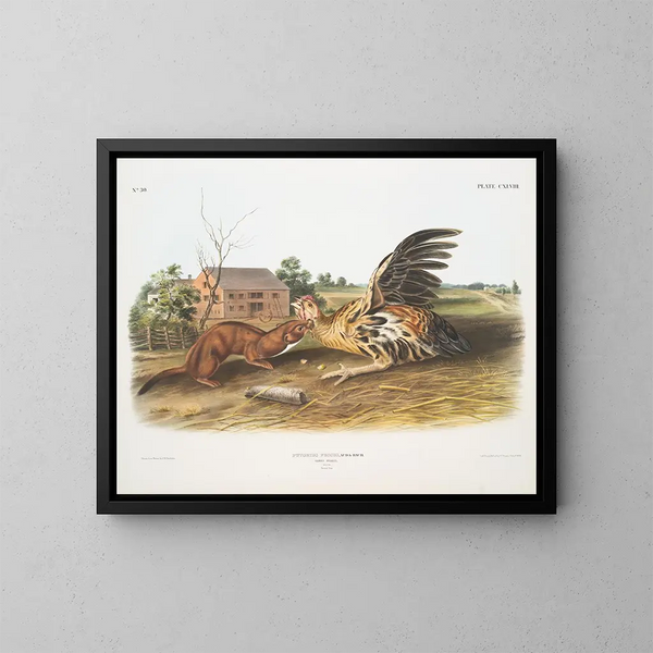 Fouine fauve mâle taille naturelle - John Woodhouse Audubon — framed artwork on a wall