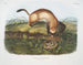 Furet noir à pieds noirs taille naturelle - John Woodhouse Audubon — weergave van het kunstwerk