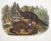 Morse vison taille naturelle man en vrouw - John Woodhouse Audubon — weergave van het kunstwerk