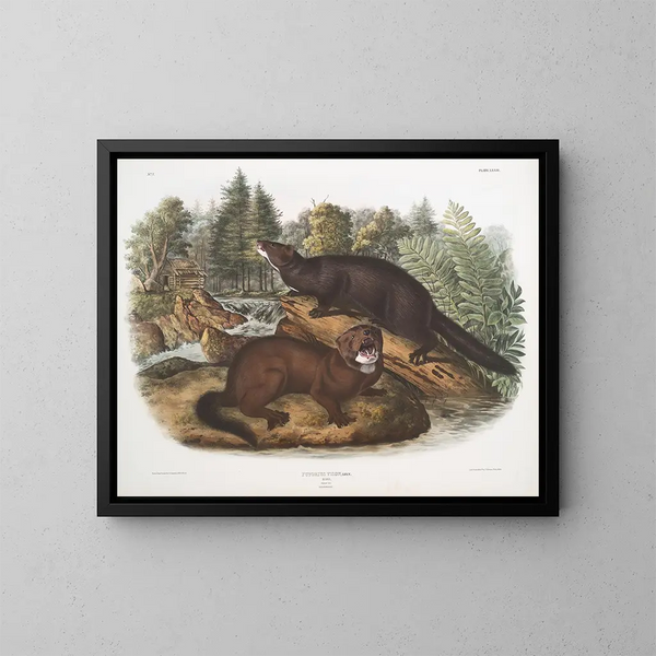 Morse vison taille naturelle mâle et femelle - John Woodhouse Audubon — framed artwork on a wall