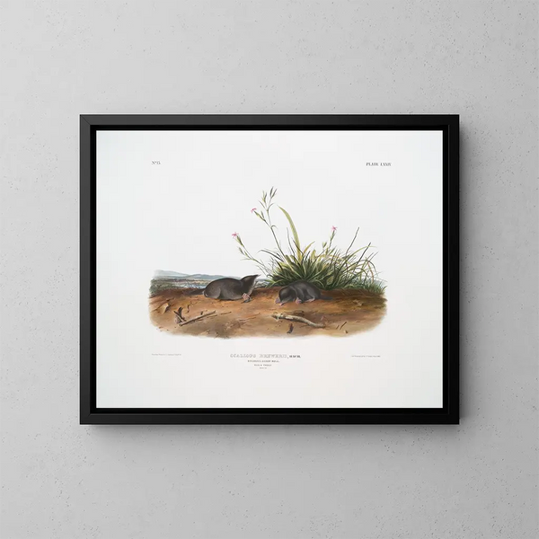 Mole shrew de Brewer à taille naturelle - John Woodhouse Audubon — framed artwork on a wall